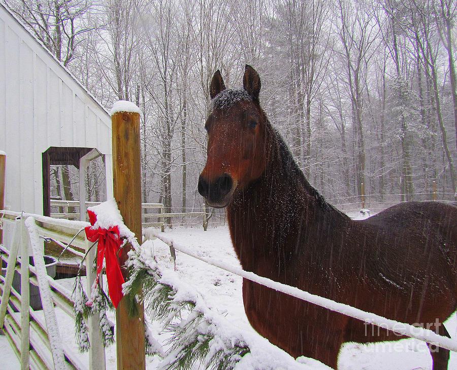 Morgan Horse Christmas Photograph by Elizabeth Dow