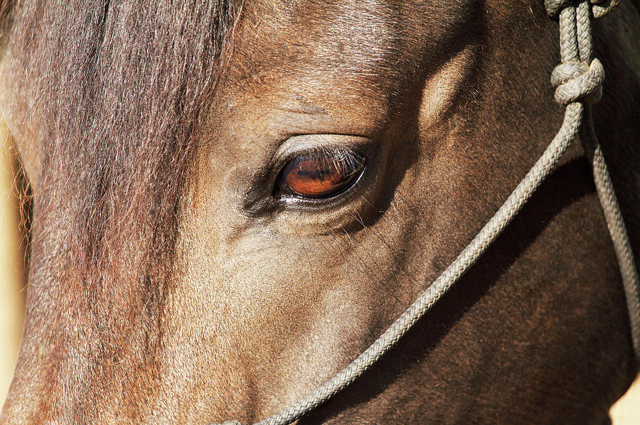 Horse Photograph - Morgan Horse Close-up At Stall by Piperanne Worcester
