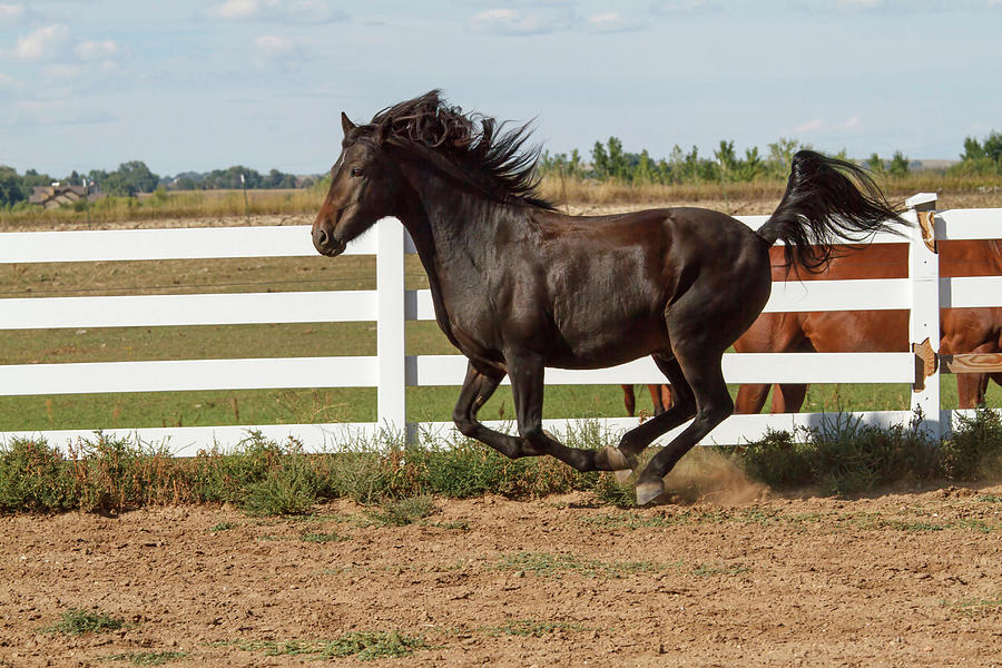 Horse Photograph - Morgan Horse Running Along White Fence by Piperanne Worcester