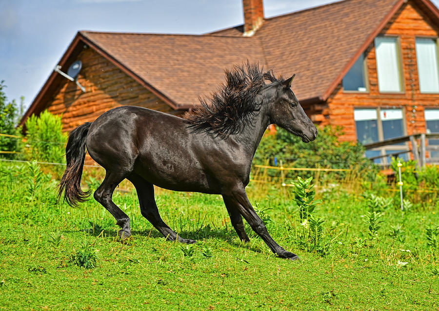 Morgan horse stopping Photograph by Jim Boardman