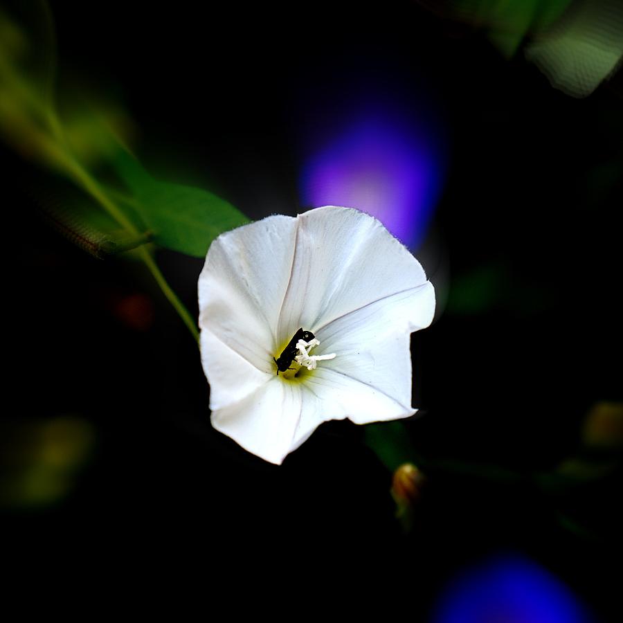 Flowers Still Life Photograph - Morning Glory with Friend by Nick Kloepping