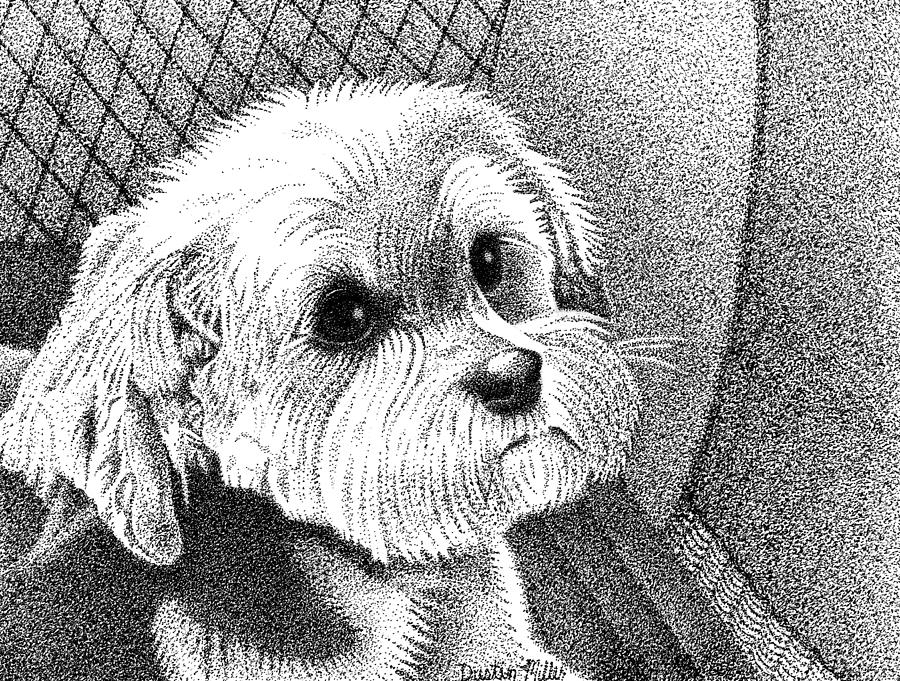 Morkie Drawing by Dustin Miller