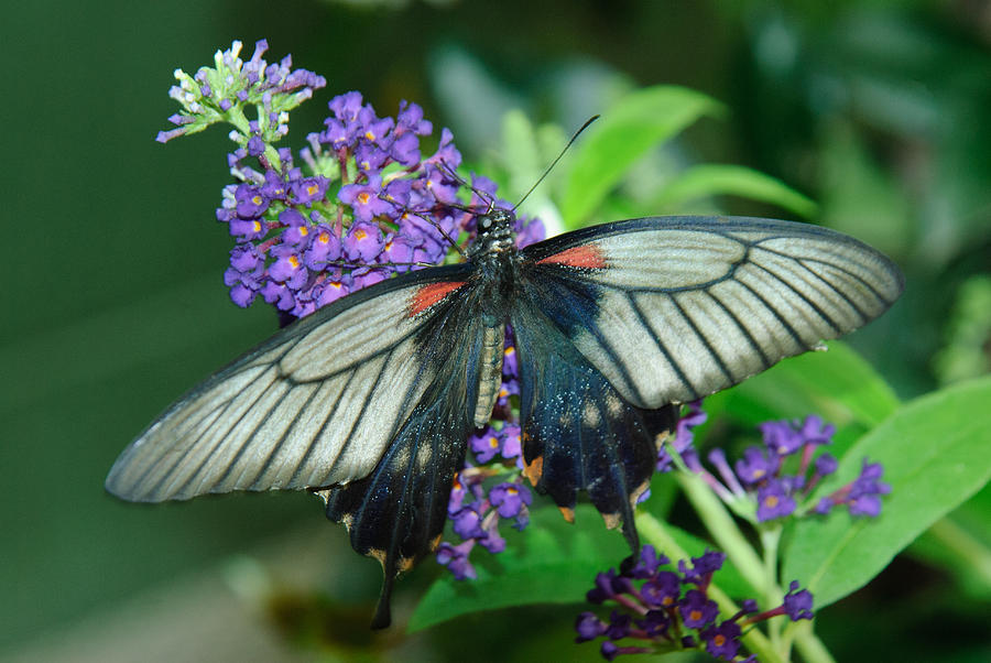 Mormon Butterfly Photograph by Tam Ryan