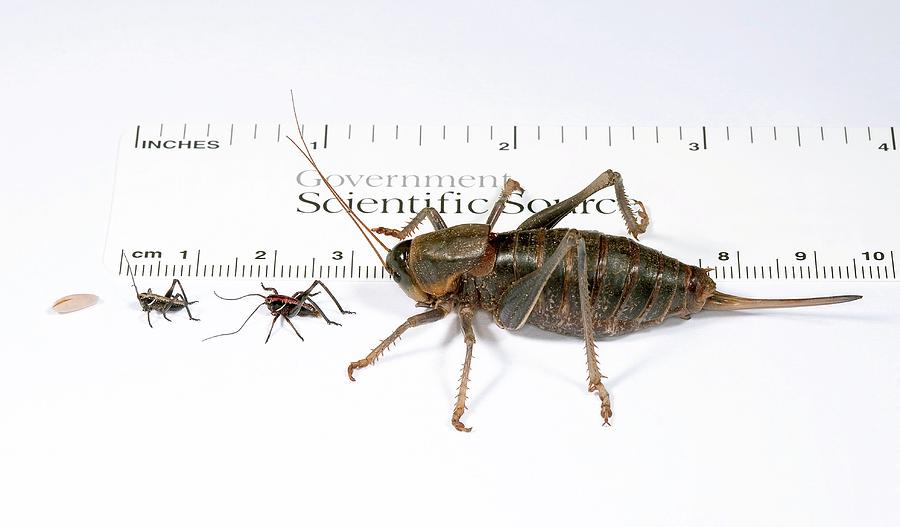 Animal Photograph - Mormon Cricket Life-stages by Stephen Ausmus/us Department Of Agriculture/science Photo Library