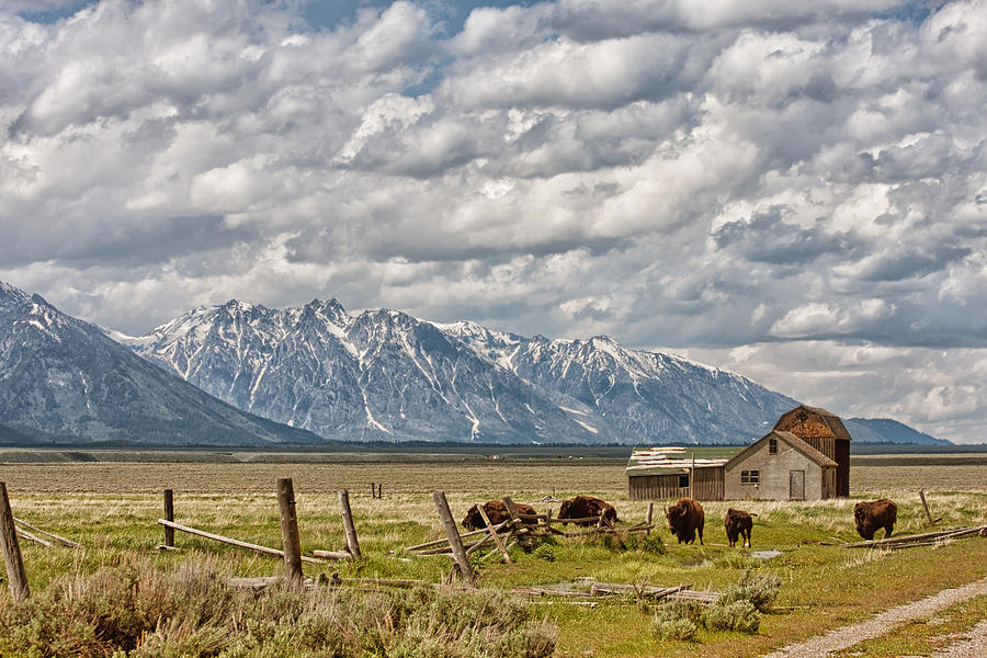 Mormon Row Barns and Bisons Photograph by Marzena Grabczynska Lorenc