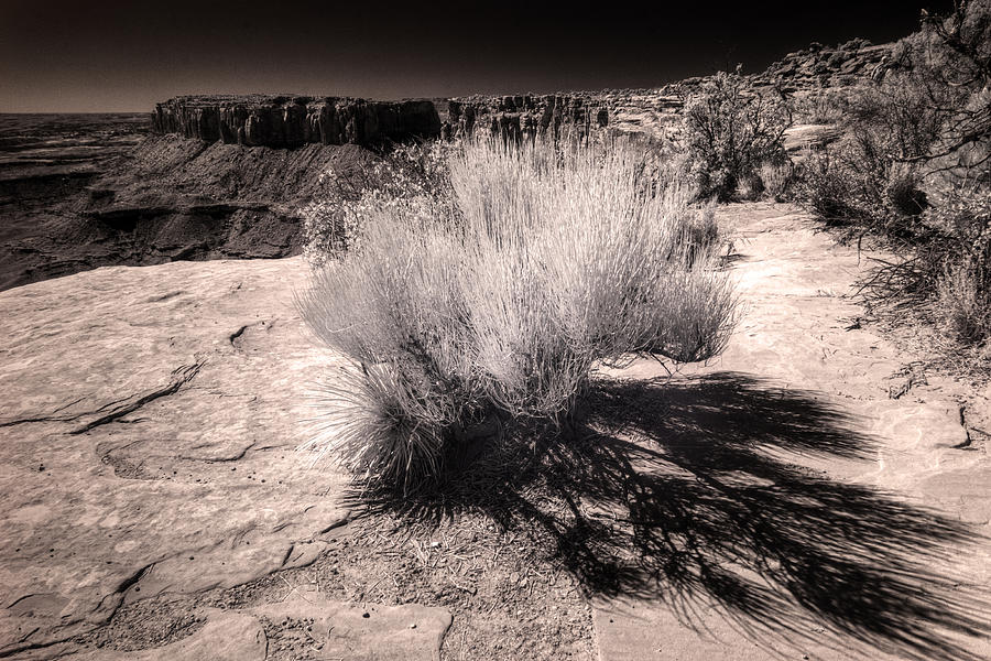 Mormon Tea Digital Art by William Fields Fine Art America