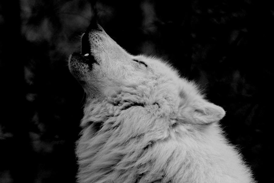 Mornful Wolf Black and White Photograph by Shelby Brower - Fine Art America