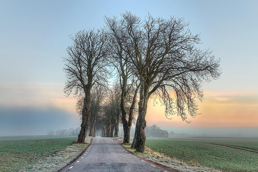 Tree Photograph - Morning Allee by EXparte SE