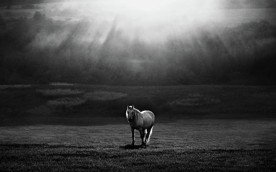 Black And White Photograph - Morning Appearance by 