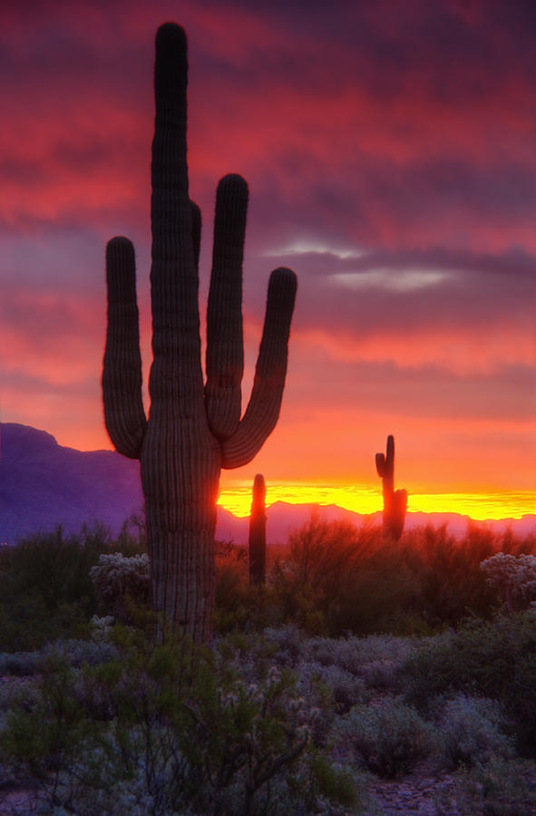 Landscape Photograph - Morning Arizona Style  by Saija Lehtonen
