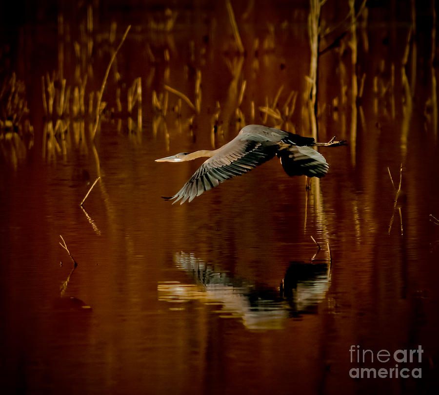 Heron Flying Through Rusty Bog Photograph by Robert Frederick