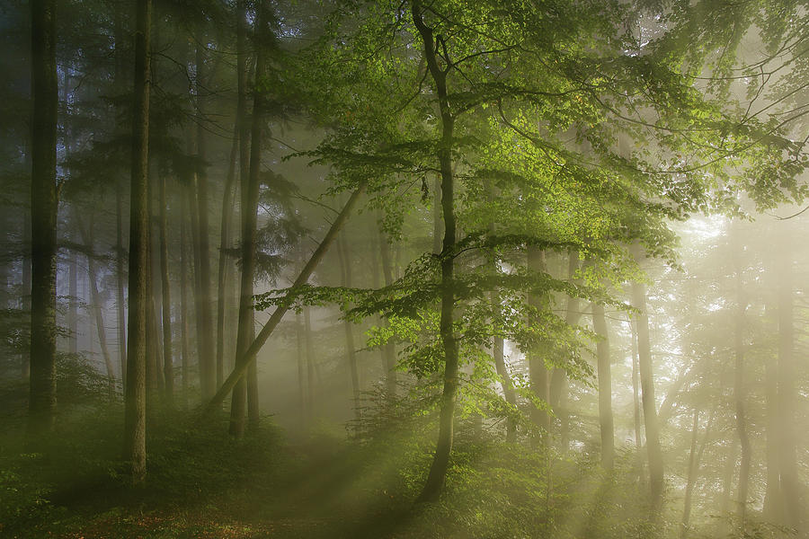 Tree Photograph - Morning Beauty by Norbert Maier