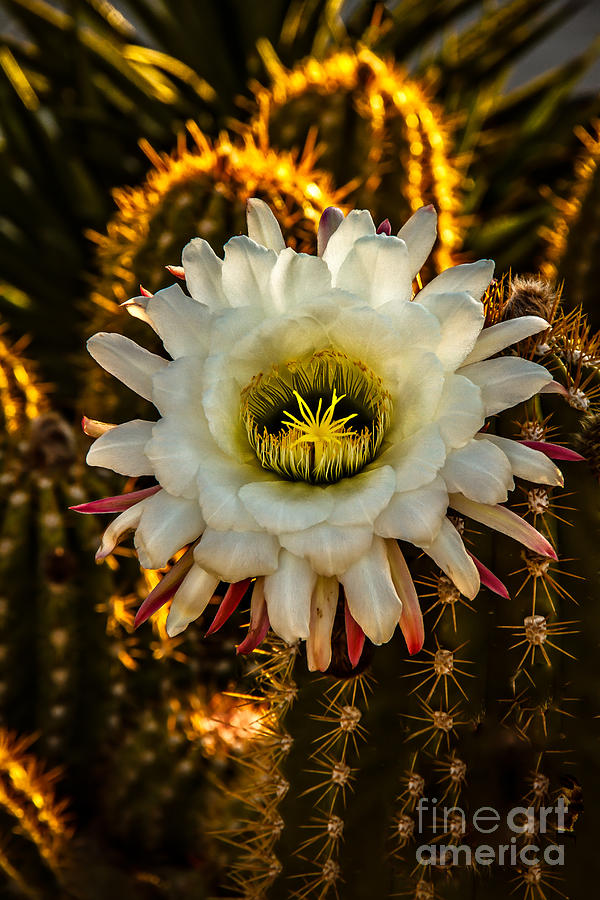 Inspirational Photograph - Morning Blooming Cactus by Robert Bales