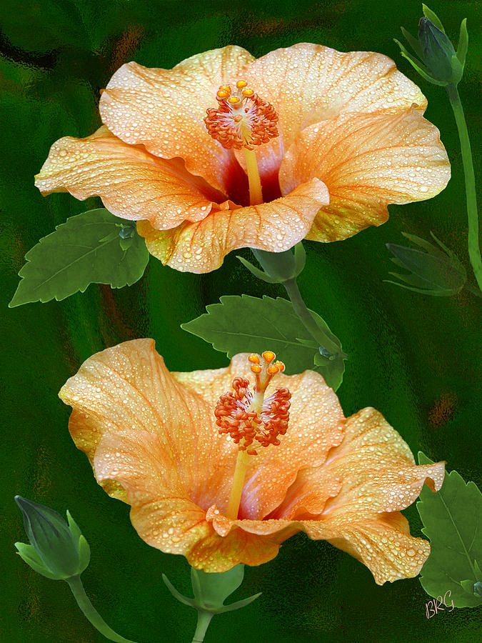 Morning Blooms - Hibiscus Photograph
