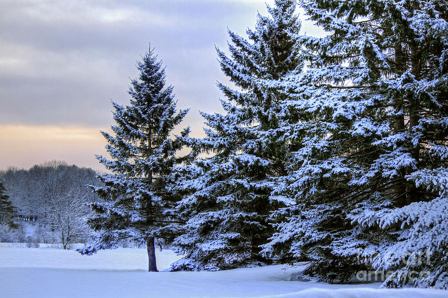 Winter Photograph - Morning Blue by Brenda Giasson