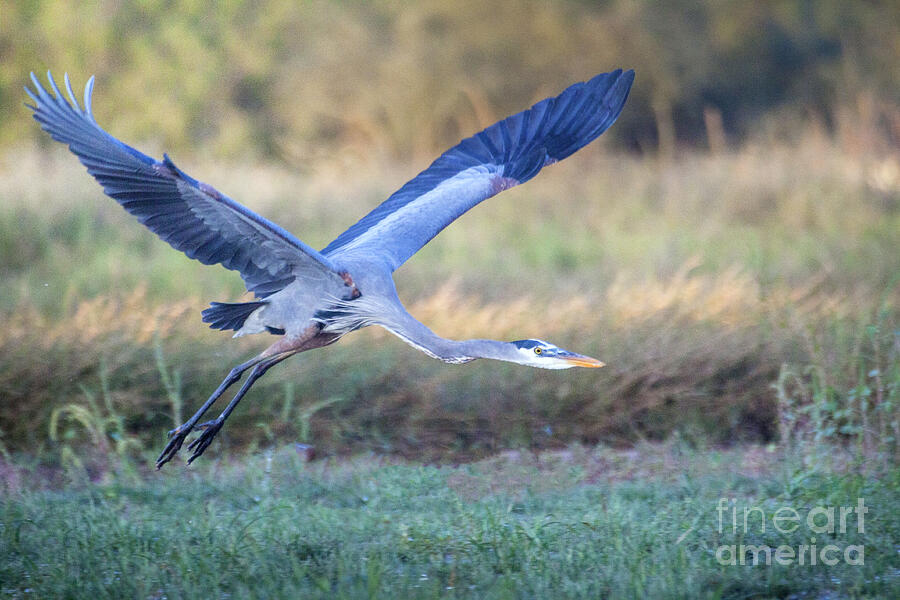 Morning Blue Heron Photograph