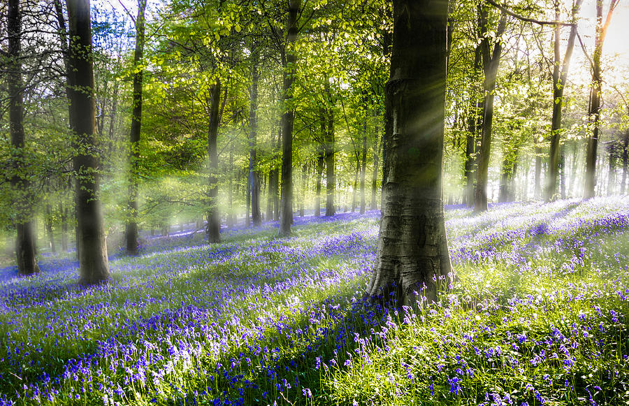 Spring Photograph - Morning Bluebells by Ian Hufton