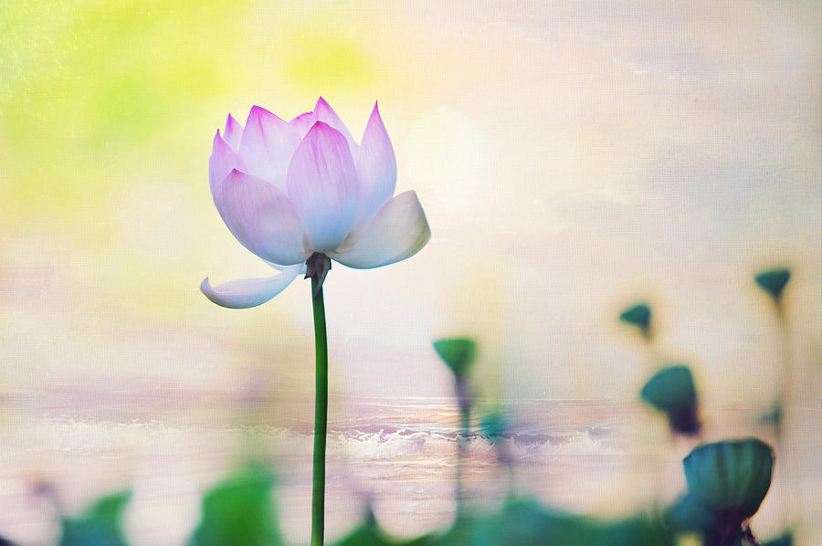 Lotus Photograph - Morning Breeze And Beautiful Lotus by Jenny Rainbow Lotus Photograph - Morning Breeze And Beautiful Lotus by Jenny Rainbow