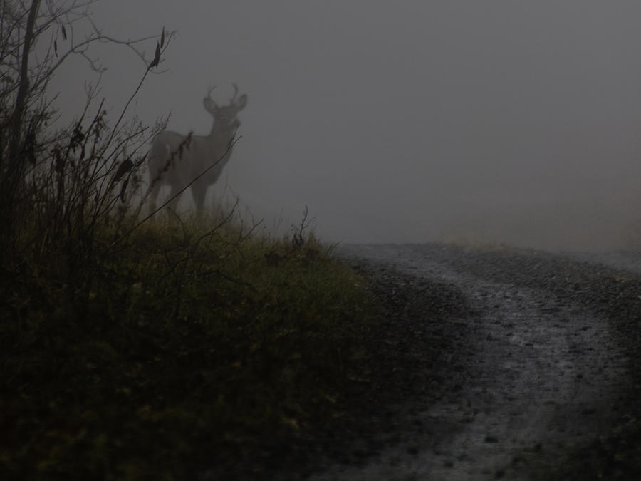 Morning Buck in the Fog Photograph by Kevin Senter