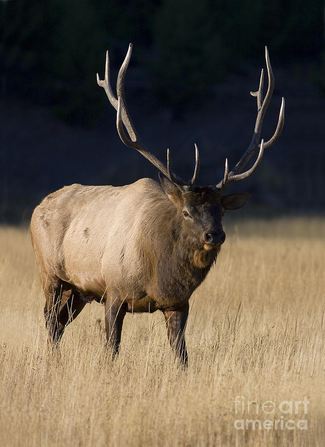 Morning Bull Photograph by John Blumenkamp - Fine Art America