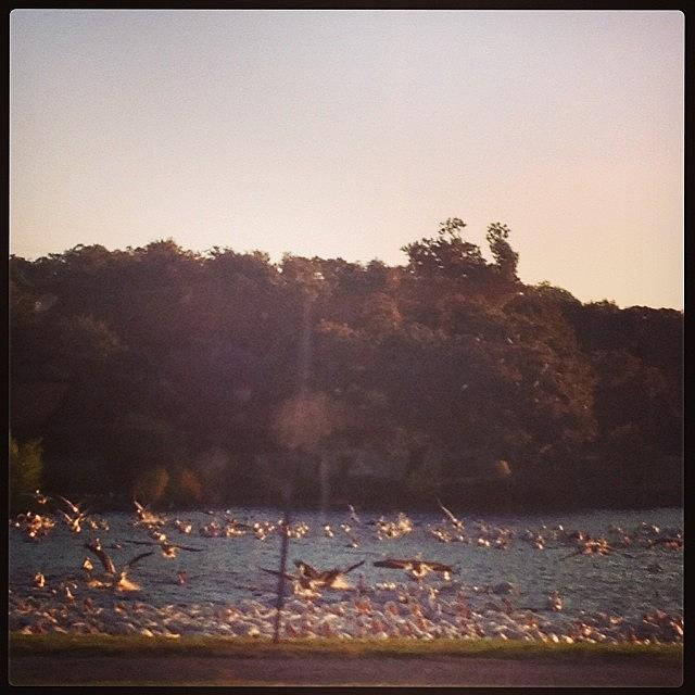 Early Photograph - Morning Bus Ride With The Pelicans! by Madeline Wellborn