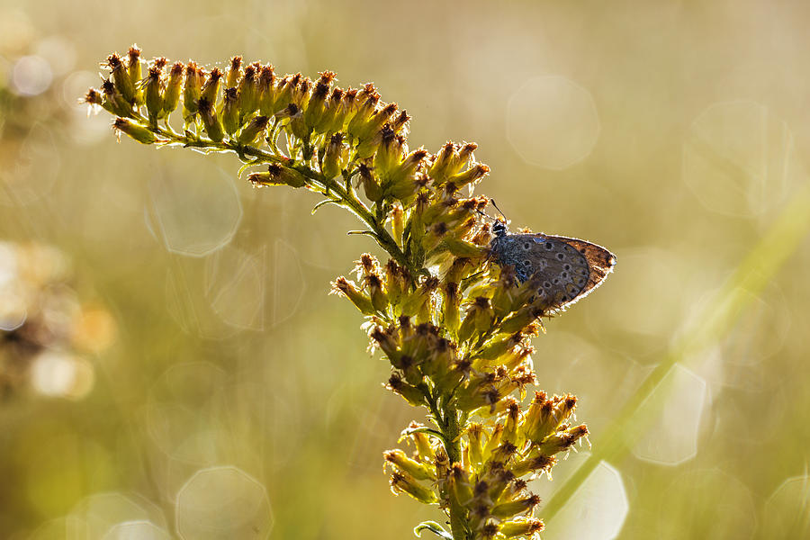Morning Butterfly Photograph by Mircea Costina Photography