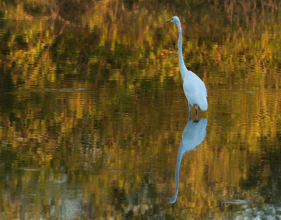 Great Egret #32 Photograph by Tam Ryan