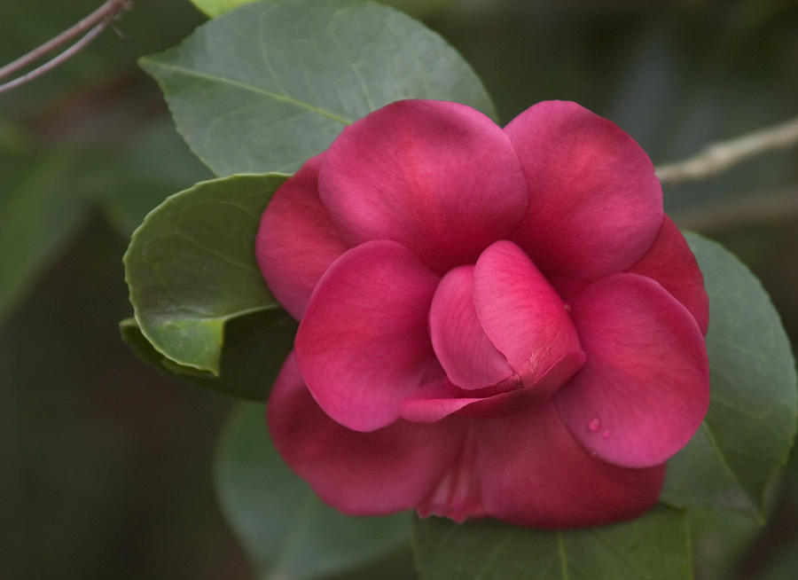 Morning Camellia Photograph by Penny Lisowski