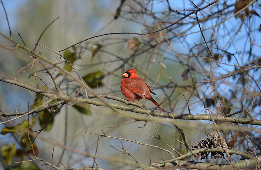 Morning Cardinal Photograph by Maria Urso