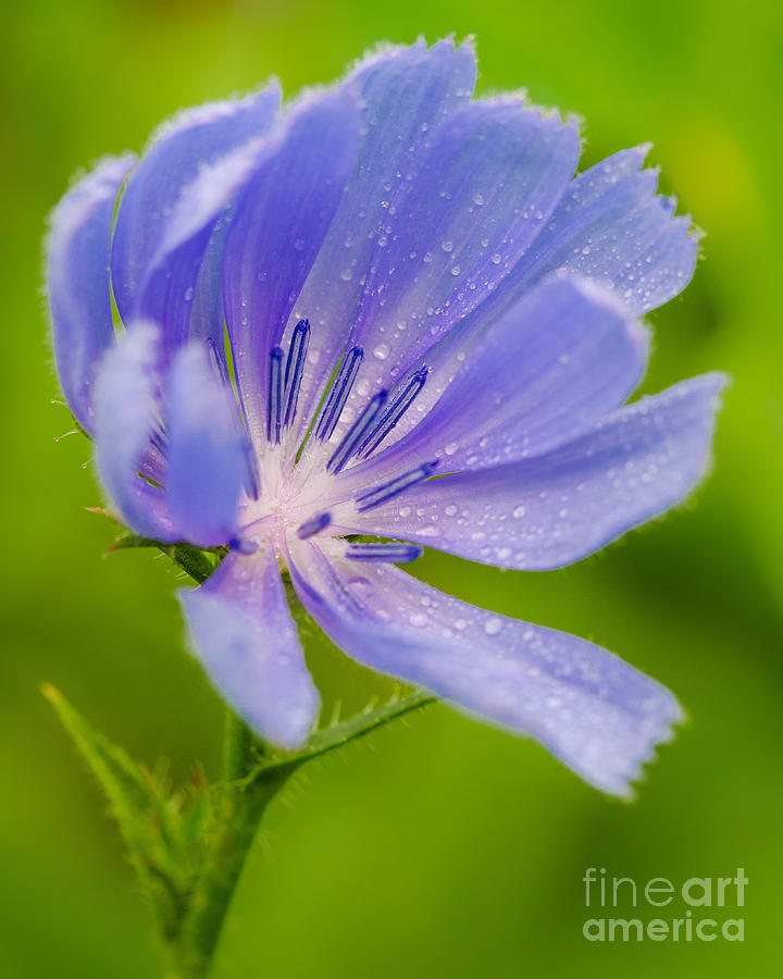 Morning Chickory Photograph