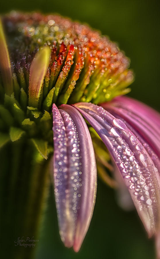 Morning Coneflower Photograph by Julie Palencia
