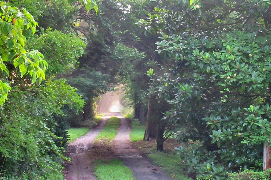 Morning Country Lane - Lusby, MD Photograph by Lin Grosvenor