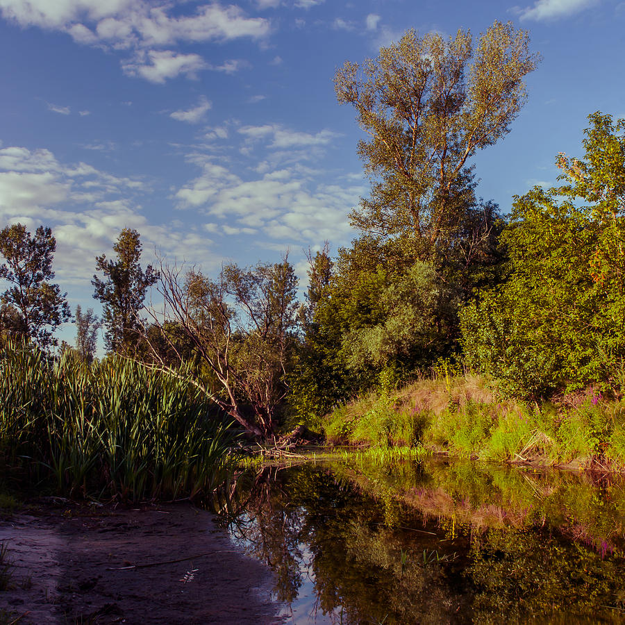 Morning Creek Photograph by Dmytro Korol