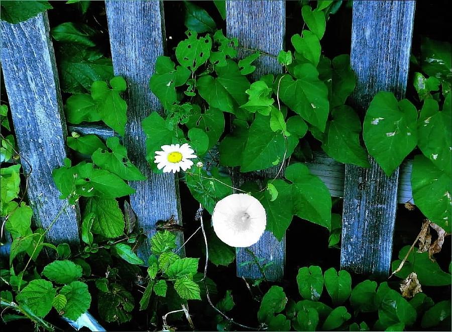 Morning Daisy Photograph by A L Sadie Reneau