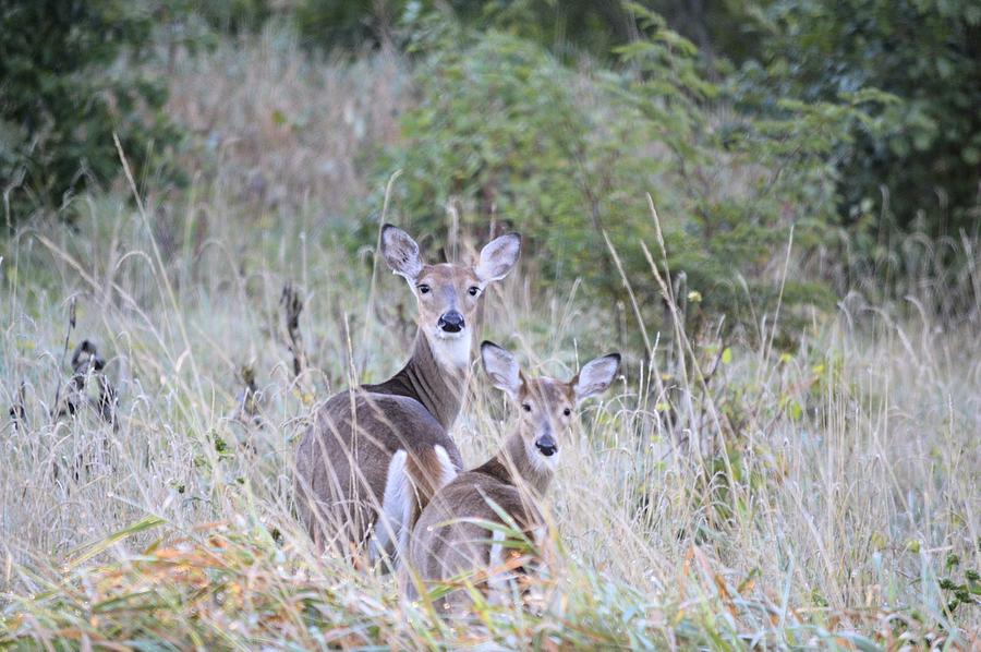 Morning Deer Photograph by Bonfire Photography