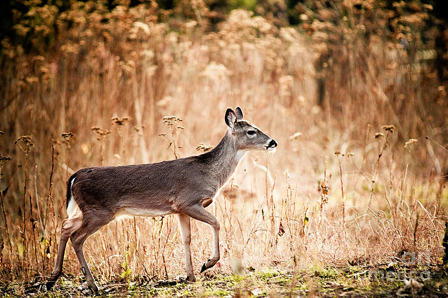 Morning Deer Photograph