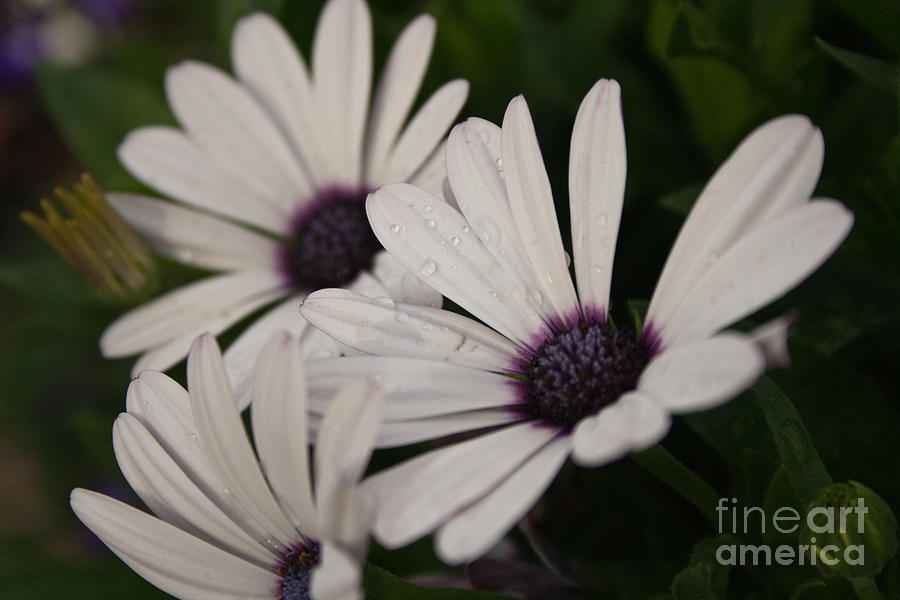 Flowers Still Life Photograph - Morning Dew-3 by John Hassler