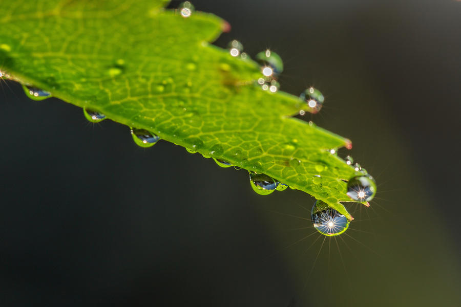 Morning Dew and Sun Flares Photograph by Ron Bennett - Fine Art America