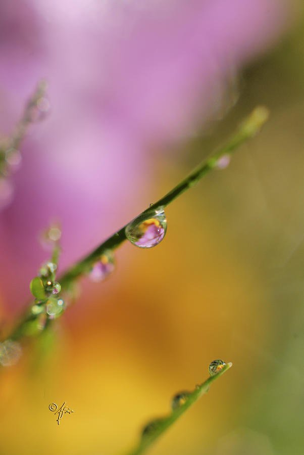 Morning Dew Photograph by Arthur Fix