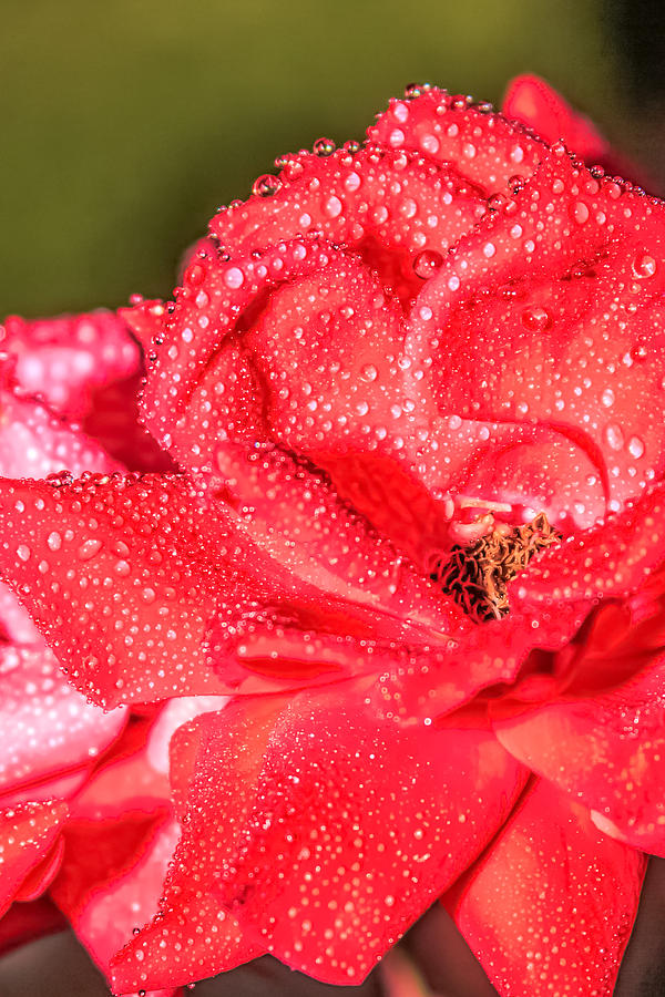 Morning Dew Photograph by Brian Wright