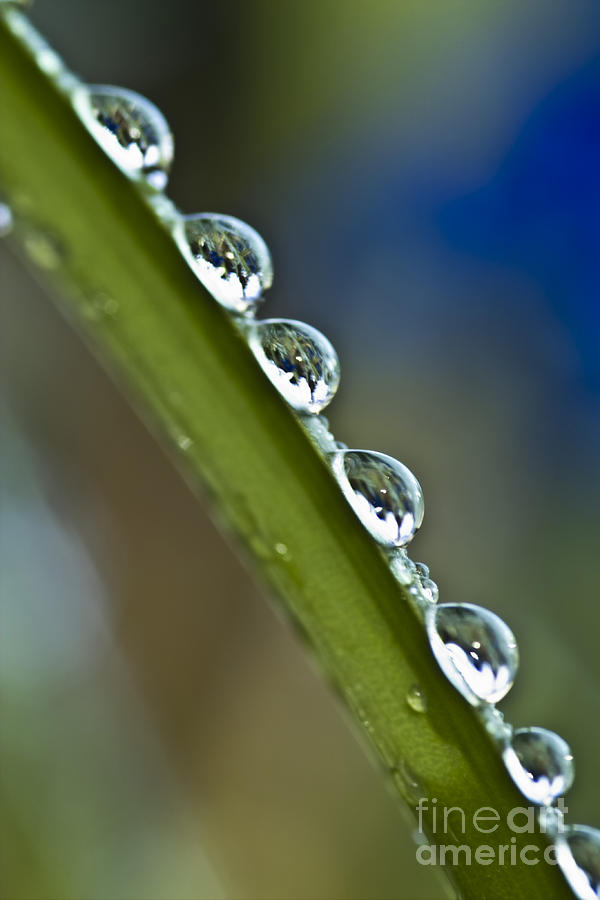 Morning dew drops 2 Photograph by Heiko Koehrer-Wagner
