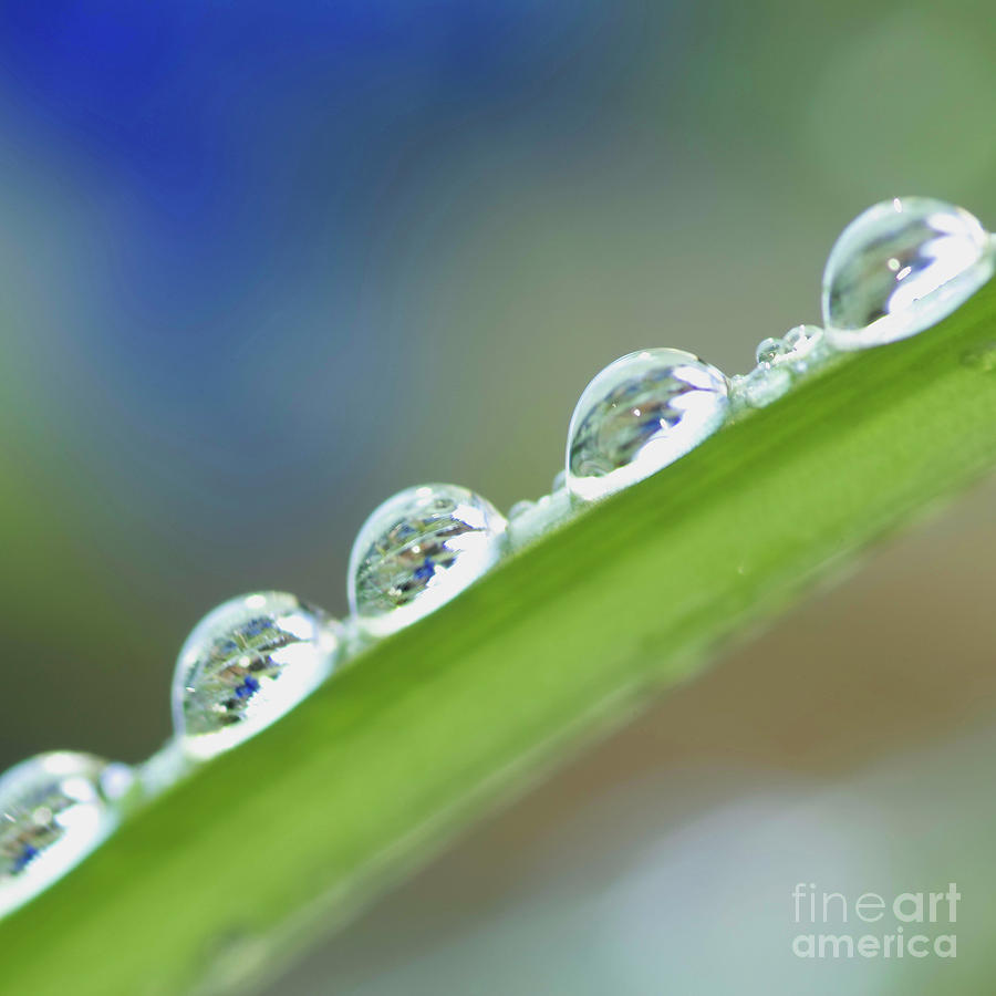 Morning dew drops Photograph by Heiko Koehrer-Wagner