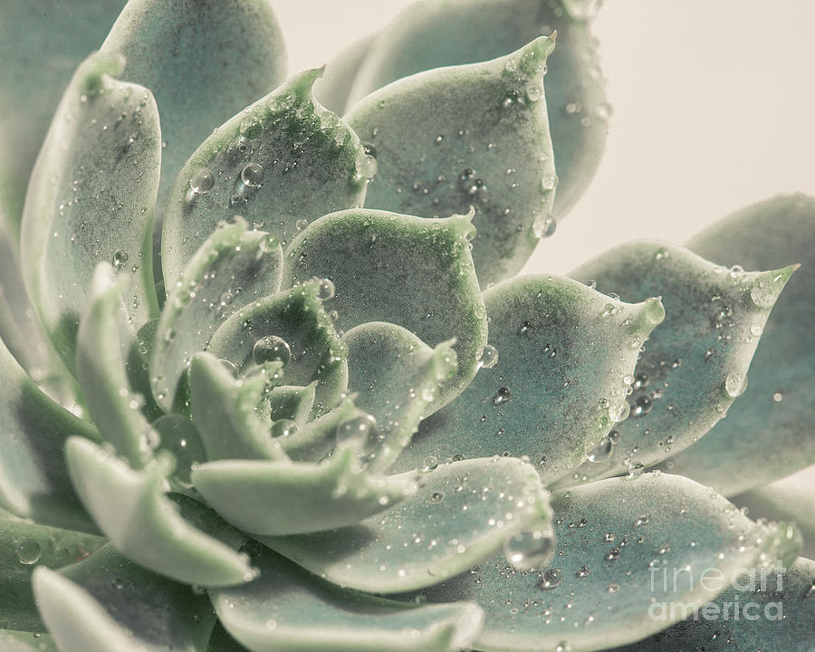 Succulent Photograph - Morning Dew Drops by Lucid Mood