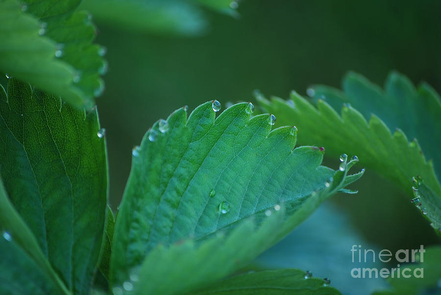 Nature Photograph - Morning Dew III by Sharon Elliott