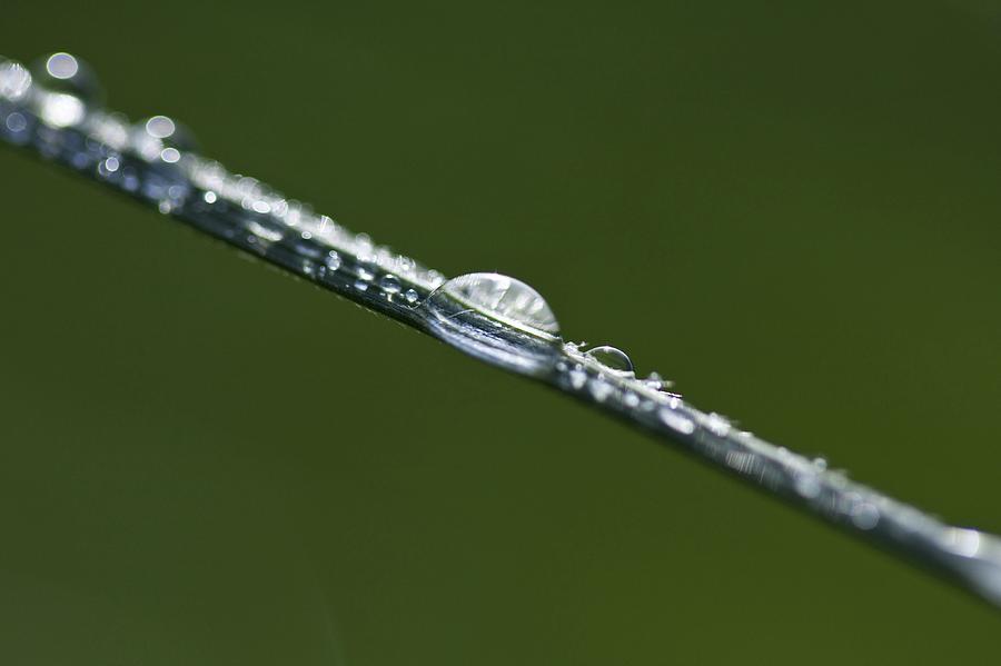 Morning Dew Photograph by Kb White