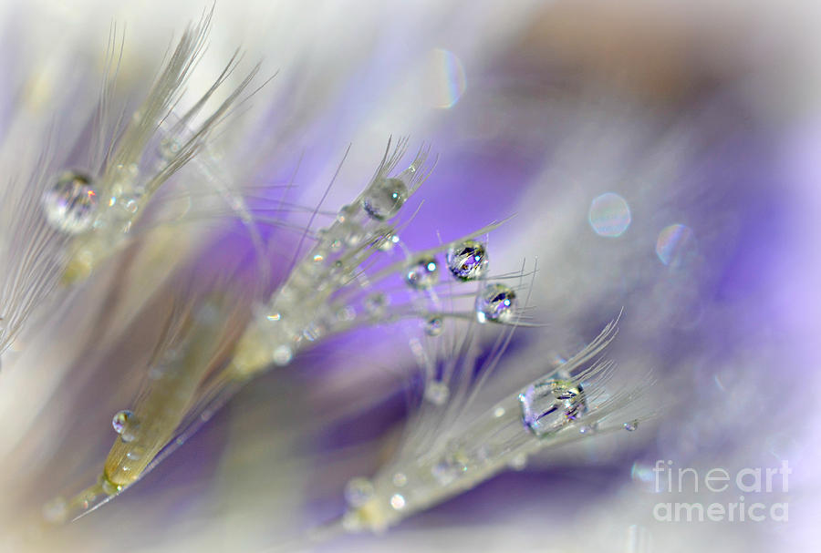 Morning Dew Photograph - Morning Dew by Lila Fisher-Wenzel