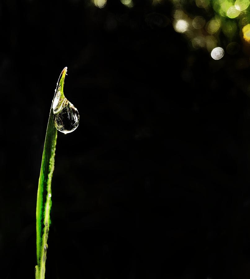 Nature Photograph - Morning Dew by Marianna Mills