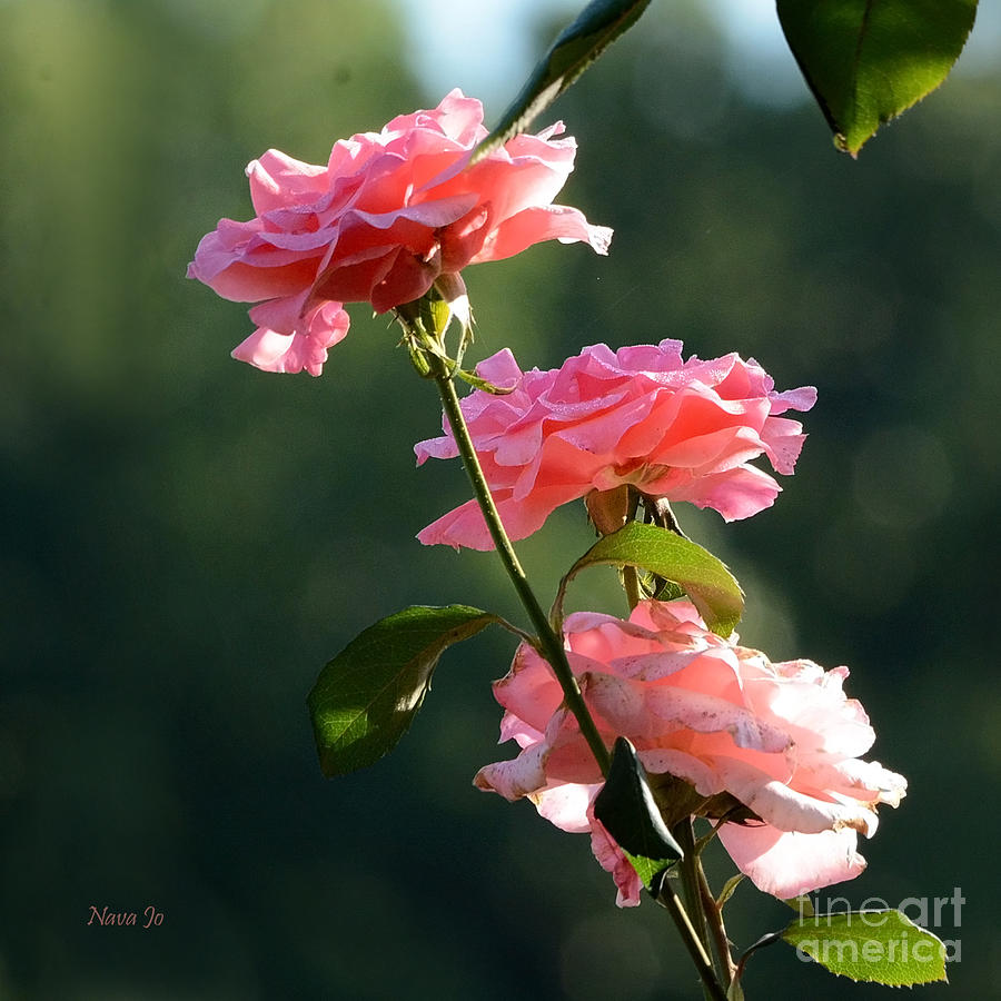 Morning Dew Roses Photograph by Nava Thompson