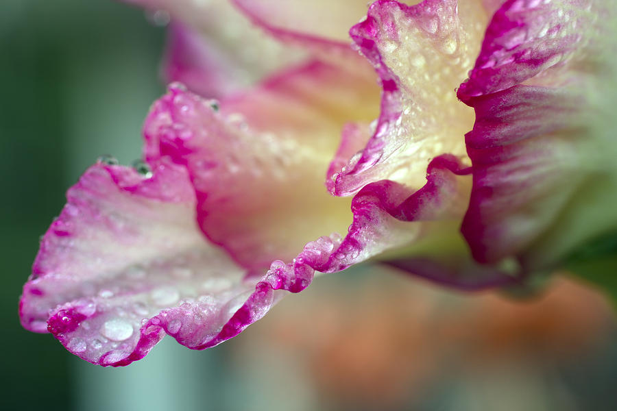 Morning dew on a gladiolus petals Photograph by Marina Kojukhova