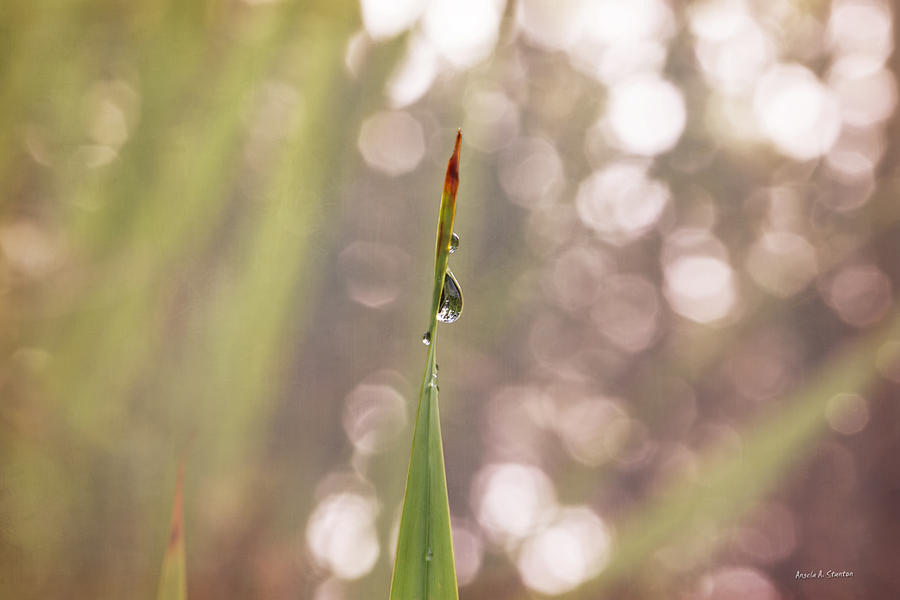 Morning Dew on a Grass Photograph by Angela Stanton